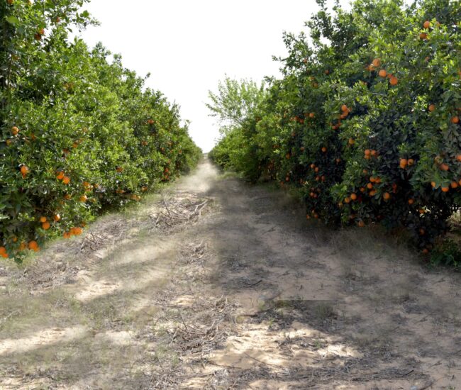 Farm Fresh Fruit Group