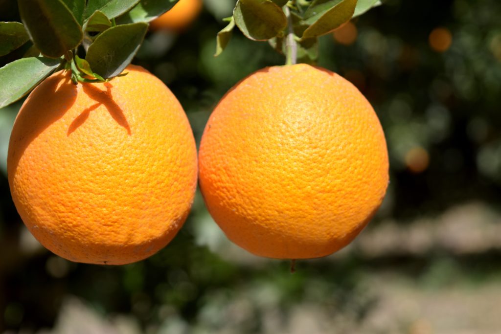 Farm Fresh Fruit Group