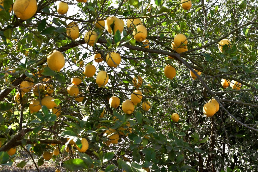 Farm Fresh Fruit Group